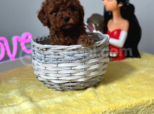 A Kalite Toy Poodle Bebeklerimiz görsel