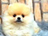 Teddy Bear  Boo Bebeklerimiz