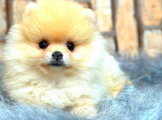 Teddy Bear  Boo Bebeklerimiz görsel