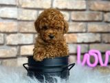 Petibör Tadında Toy Poodle Bebeklerimiz