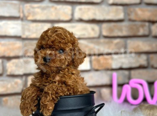 Petibör Tadında Toy Poodle Bebeklerimiz görsel