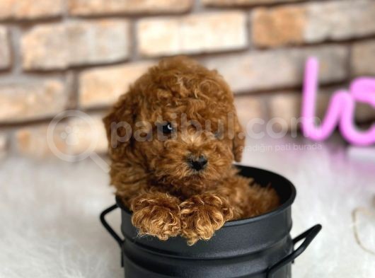 Petibör Tadında Toy Poodle Bebeklerimiz görsel