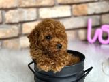 Petibör Tadında Toy Poodle Bebeklerimiz