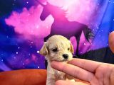A Kali̇te Teacup Maltipo
