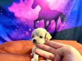 A Kali̇te Teacup Maltipo
