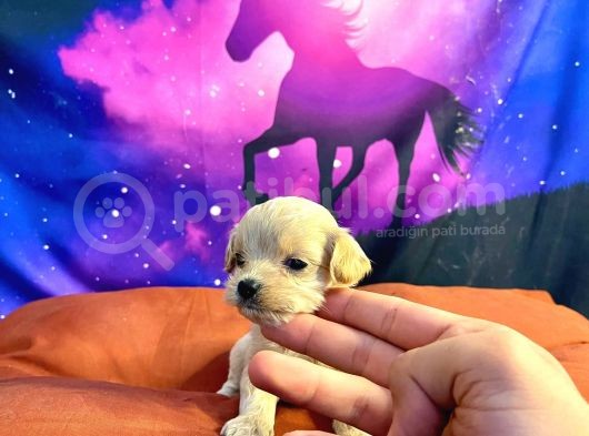 A Kali̇te Teacup Maltipo görsel