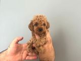 Irk Ve Sağlık Garantili Maltipoo Yavrular
