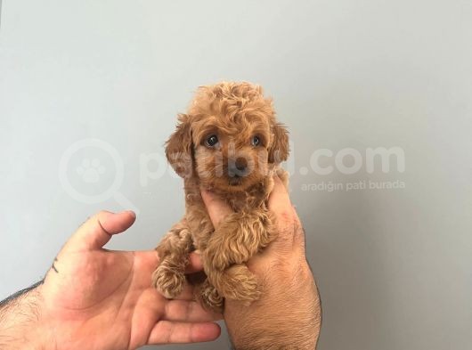 Irk Ve Sağlık Garantili Maltipoo Yavrular görsel