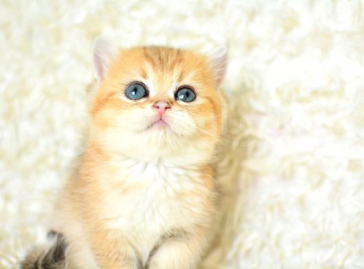 Şampiyon soyundan ny11 golden british shorthair