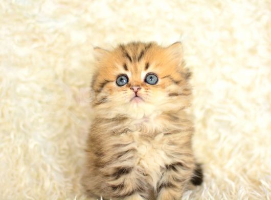 Show Kalite Golden Ny25 British Longhair