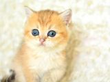 Şampiyon Soyundan Ny11 Golden British Shorthair