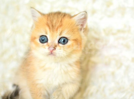 Şampiyon Soyundan Ny11 Golden British Shorthair görsel