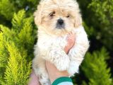 Kore Asıllı Teacup Maltipoo Bebeklerım