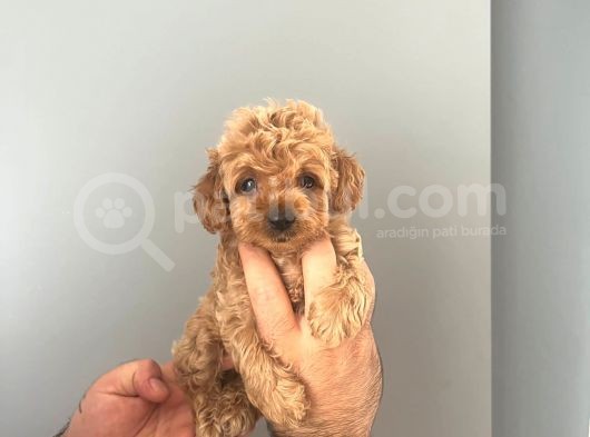 Irk Ve Sağlık Garantili Maltipoo Yavrular