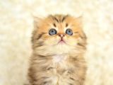 Show Kalite Golden Ny25 British Longhair