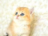 Şampiyon Soyundan Ny11 Golden British Shorthair