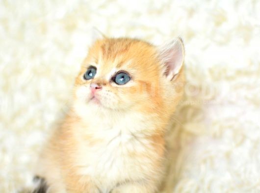 Şampiyon Soyundan Ny11 Golden British Shorthair görsel