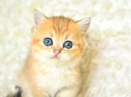 Şampiyon Soyundan Ny11 Golden British Shorthair görsel