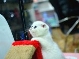 Muhteşem Yüz Hattına Sahip Silver Scottish Fold