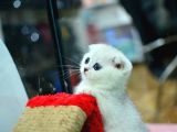 Muhteşem Yüz Hattına Sahip Silver Scottish Fold