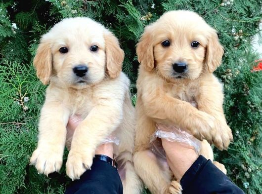 Baby Face Golden Yavrularimiz Vonalp Pet Güvencesi̇yle