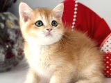 A Kalite Safkan Bri̇ti̇sh Shorthai̇r Golden  Yavrular