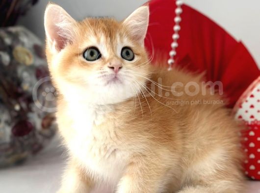 A Kalite Safkan Bri̇ti̇sh Shorthai̇r Golden  Yavrular görsel