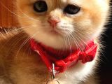 A Kalite Safkan Bri̇ti̇sh Shorthai̇r Golden  Yavrular