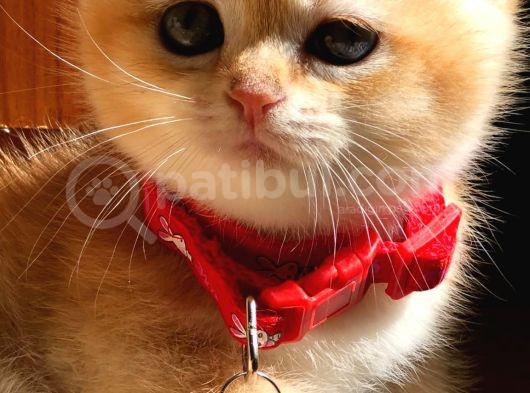 A Kalite Safkan Bri̇ti̇sh Shorthai̇r Golden  Yavrular görsel