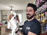 Muhteşem Cavali̇er Ki̇ng Charles Yavrular