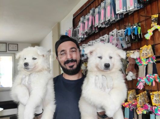 Ayi̇ Yavrusu Samoyed A Kali̇te Irk