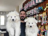 Ayi̇ Yavrusu Samoyed A Kali̇te Irk