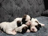 Shihtzu Bebekler