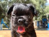 Fluffy Uzun Tüylü Nadide Şımarık Erkek Yavrum