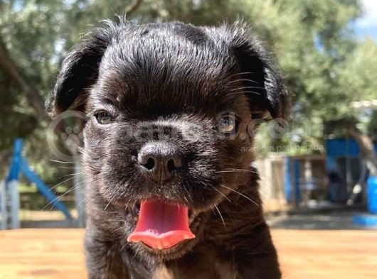 Fluffy Uzun Tüylü Nadide Şımarık Erkek Yavrum görsel