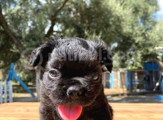 Fluffy Uzun Tüylü Nadide Şımarık Erkek Yavrum