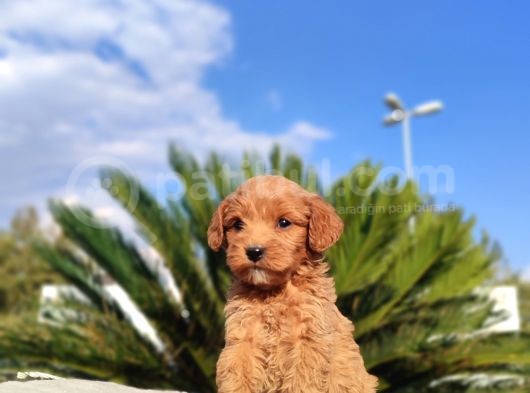 Çikolatalı Petibör Maltipo Bebek görsel