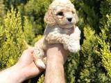 Mükemmel Maltipoo Bebekler