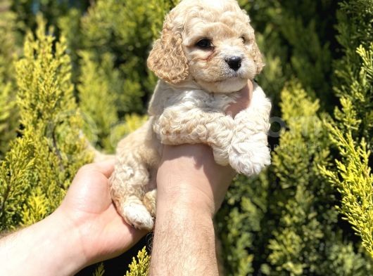 Mükemmel Maltipoo Bebekler görsel