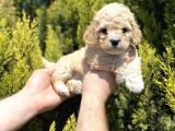Mükemmel Maltipoo Bebekler