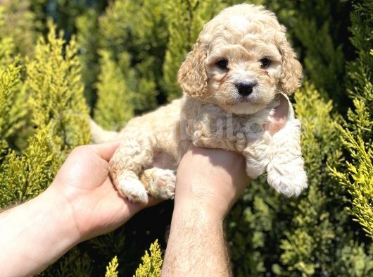 Mükemmel Maltipoo Bebekler görsel