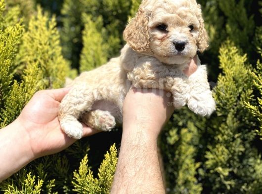 Mükemmel Maltipoo Bebekler