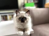 Masmavi Ragdoll