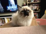 Masmavi Ragdoll