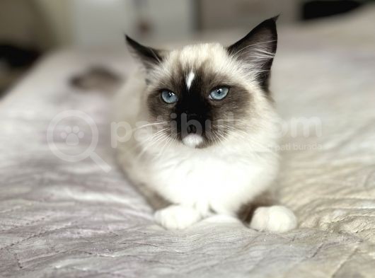 Masmavi Ragdoll görsel