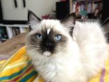 Masmavi Ragdoll