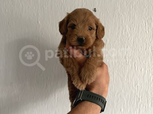 Maltipo Bebeklerimiz görsel