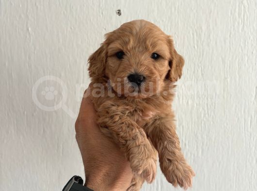 Maltipo Bebeklerimiz görsel