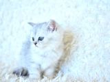 Show Kalite Ns25 British Shorthair Yavrumuz