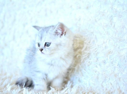 Show Kalite Ns25 British Shorthair Yavrumuz görsel